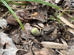 Podophyllum peltatum