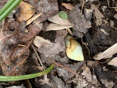 Podophyllum peltatum