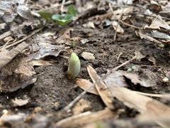 Podophyllum peltatum