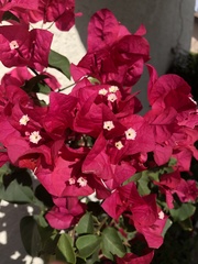 Bougainvillea