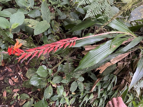 How to identify Pitcairnia brittoniana (Mez) Mez