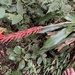 Pitcairnia brittoniana - Photo (c) Carlos Sanchez, some rights reserved (CC BY-NC), uploaded by Carlos Sanchez