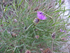 Centaurea aspera stenophylla