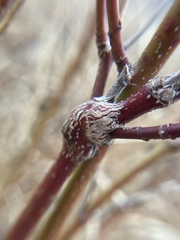 Neolasioptera cornicola