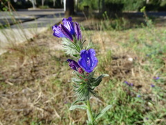 Echium sabulicola