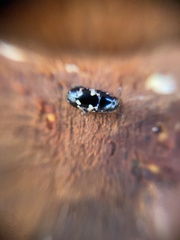 Glischrochilus quadriguttatus