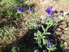 Echium sabulicola