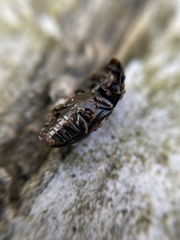 Glischrochilus quadriguttatus