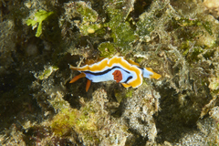 Chromodoris colemani