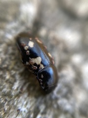 Glischrochilus quadriguttatus