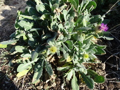 Centaurea seridis maritima
