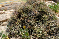 Euphorbia lignosa