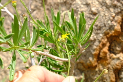 Osteospermum crassifolium