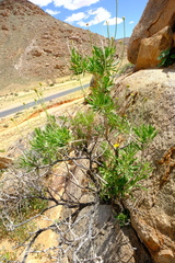 Osteospermum crassifolium