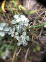 Psilocarphus brevissimus