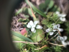 Psilocarphus brevissimus