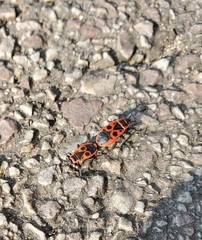Pyrrhocoris apterus