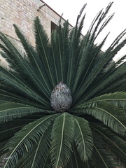 Dioon