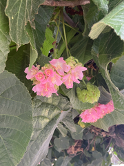Dombeya wallichii