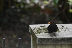 Turdus merula