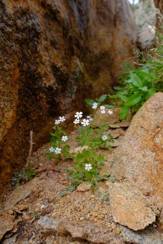 Jamesbrittenia glutinosa image