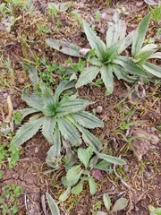 Plantago serraria
