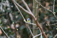 Cyanistes caeruleus