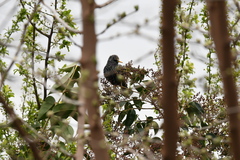 Sturnus vulgaris