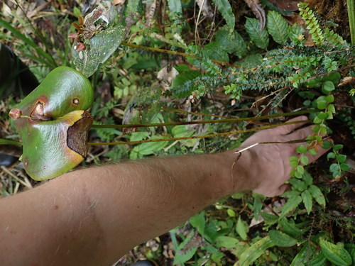 Image of Pleurothallis cordata by (c) Nolan Exe, some rights reserved (CC BY)