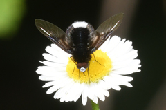 Ogcodocera leucoprocta