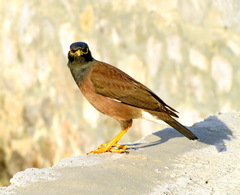 Acridotheres tristis