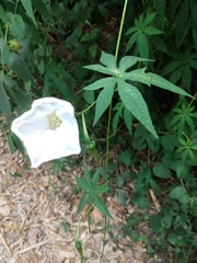 Distimake dissectus edentatus