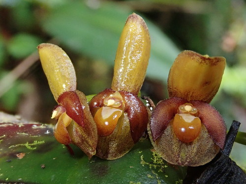 Image of Pleurothallis cordata by (c) Nolan Exe, some rights reserved (CC BY)