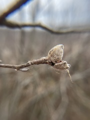 Dasineura serrulatae
