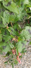Persicaria capitata