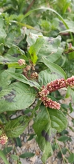 Persicaria capitata