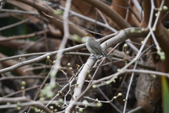 Sylvia atricapilla
