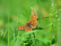 Melitaea phoebe