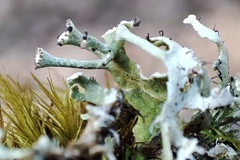 Cladonia subcervicornis