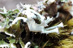 Cladonia subcervicornis