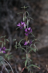 Clarkia xantiana