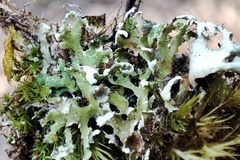 Cladonia subcervicornis