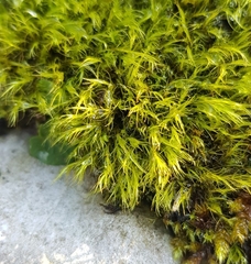 Flexitrichum flexicaule