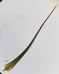 Flexitrichum flexicaule