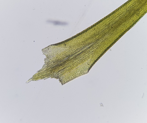 Image of Flexitrichum flexicaule by (c) Helen Waterman, some rights reserved (CC BY)