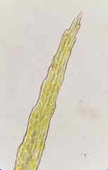 Flexitrichum flexicaule