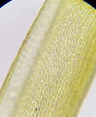 Flexitrichum flexicaule