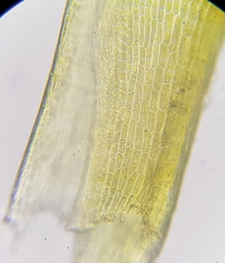 Flexitrichum flexicaule