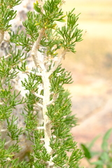 Euryops subcarnosus vulgaris