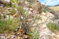 Euryops subcarnosus vulgaris